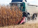Récolte de maïs grain : vers une récolte record, mais tardive