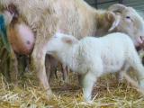 1.110 agneaux de lait vendus en quelques jours via le drive des Pyrénées-Atlantiques