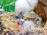 La population grandissante de vautours dans les Pyrénées alarme les éleveurs
