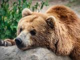 Un troisième ours tué dans les Pyrénées