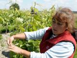 La lente et difficile reconnaissance des femmes en agriculture
